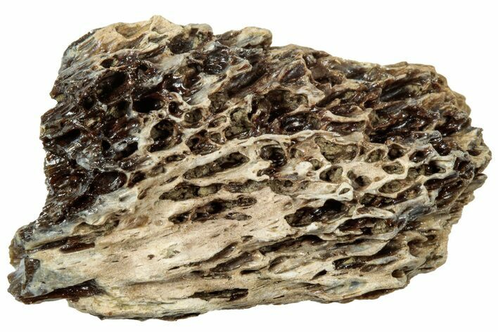 Fossil Tyrannosaur (T rex) Bone Section - Wyoming #314065